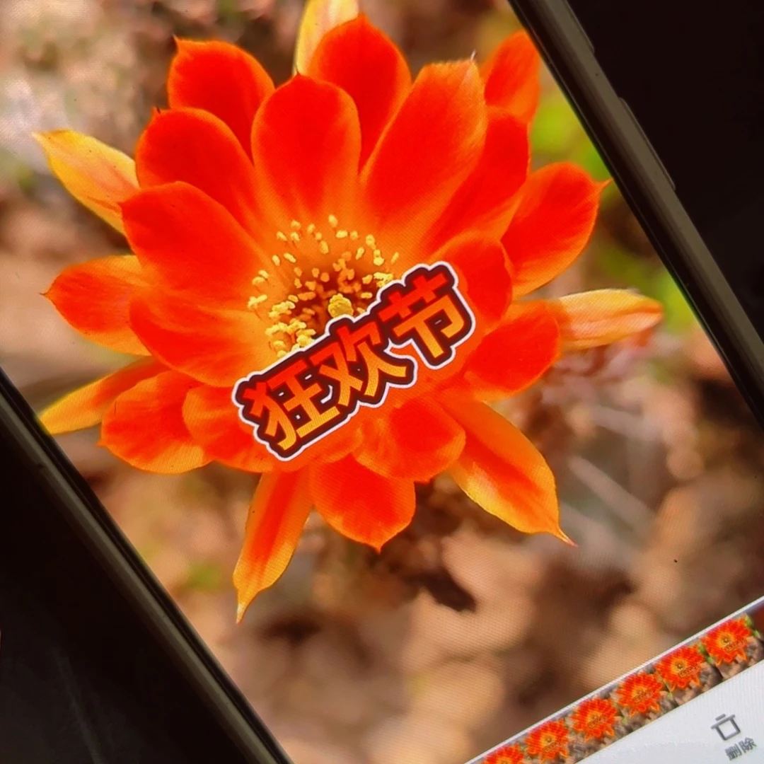 下91白檀狂欢节侧芽2公分左右20包邮图长