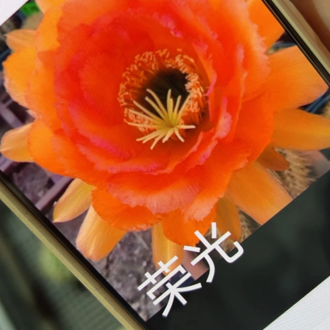 下27毛荣光歪侧芽5公分左右20包邮