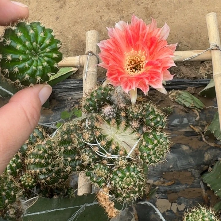 210丽花老85歪无根侧牙3公分左右