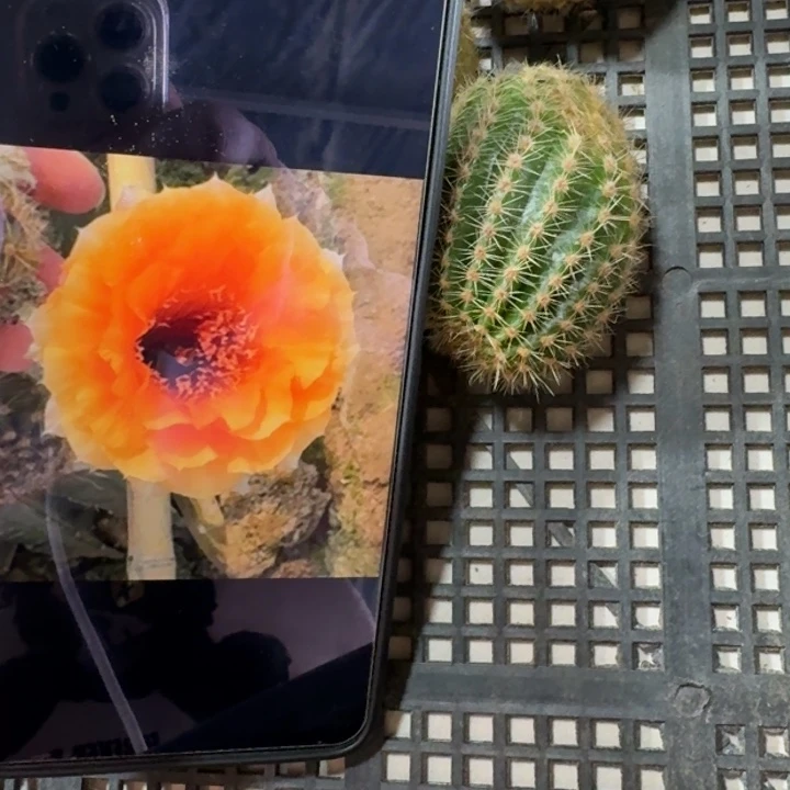 仙人球263彩草浪漫宝贝歪小无根侧牙