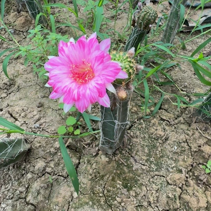 嫁接丽花脱盆脱土发货掰花310