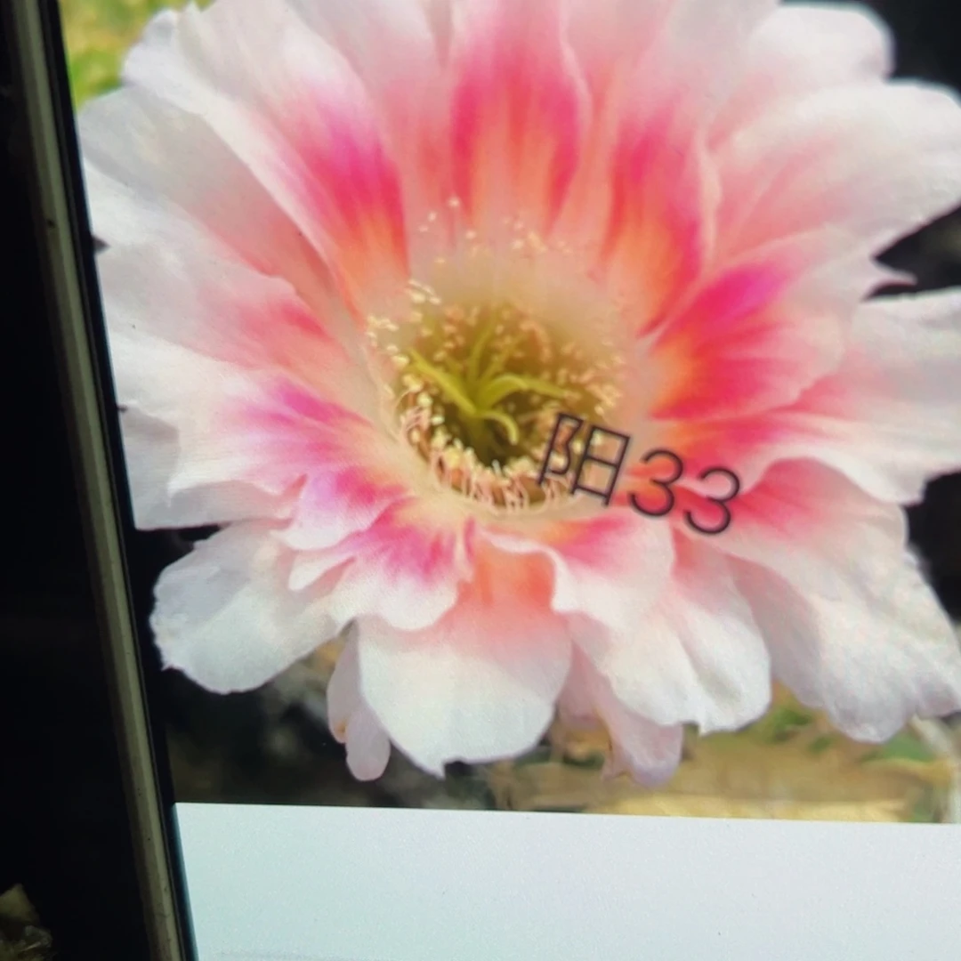 下83丽花阳33歪侧芽3公分左右20包邮
