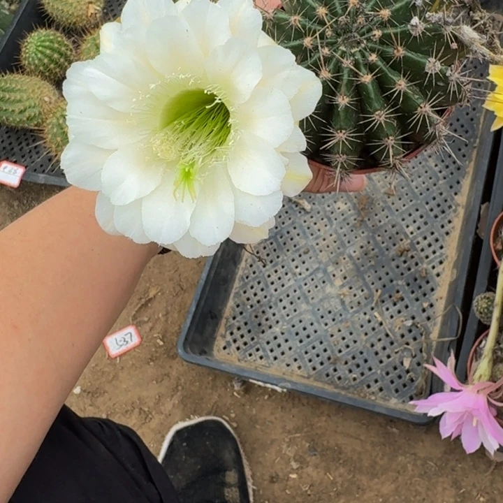彩草斑脱盆脱土掰花发货掉侧牙无售后348