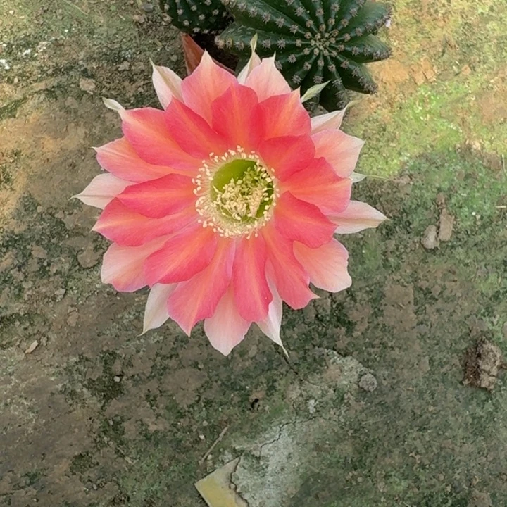 彩草掰花脱土脱盆发货斑283