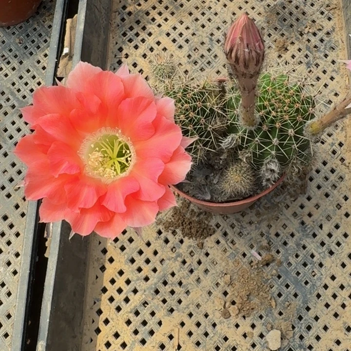 彩草掰花脱盆脱土发货斑369