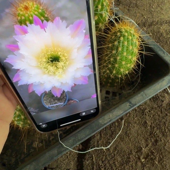 332毛花柱ts126歪无根侧牙