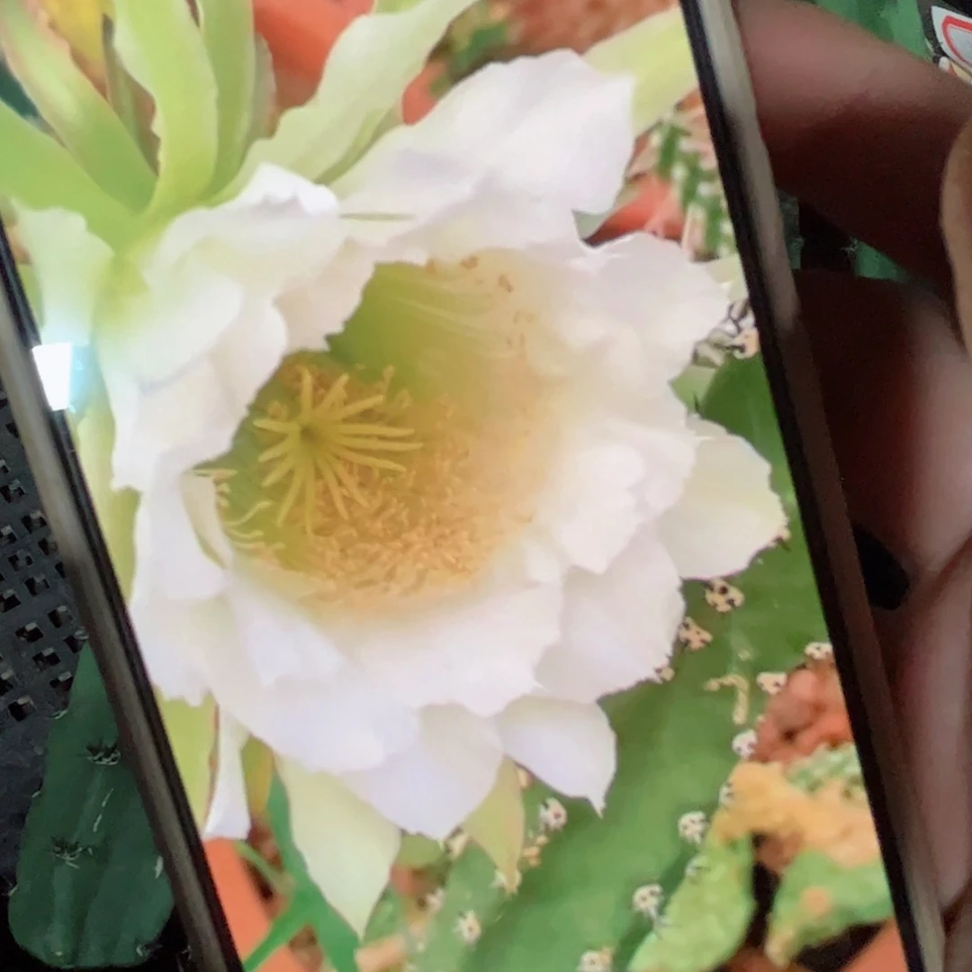下114黑刺侧芽25公分左右20包邮
