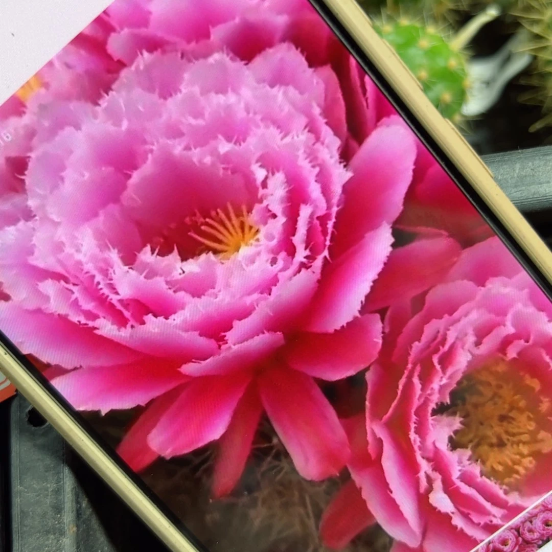 下9毛云儿歪侧芽4公分左右20包邮