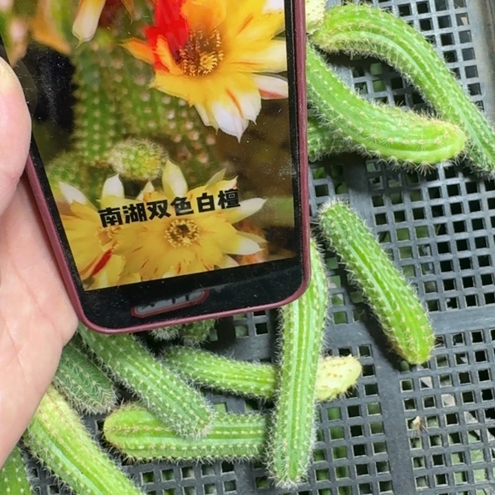 256白檀双色无根侧牙小5个