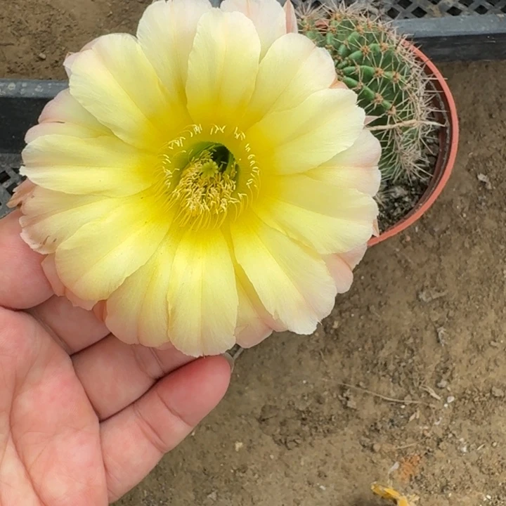 仙人球441脱盆脱土掰花发货