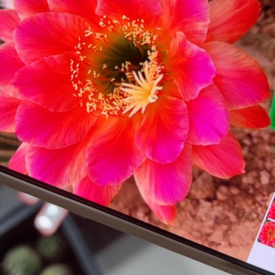 下50毛安妮特歪侧芽4公分左右20包邮