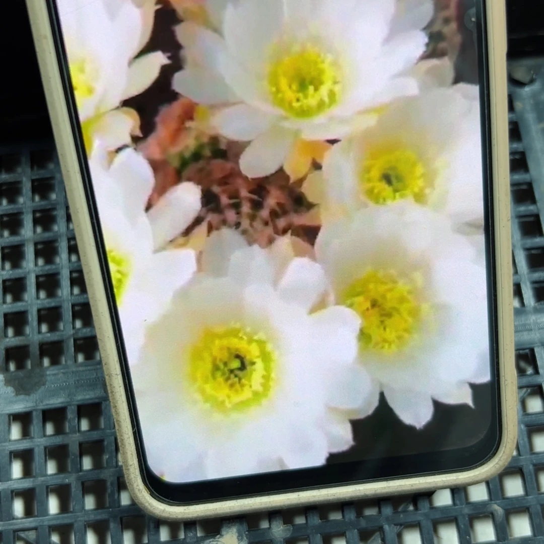 下6丽花奶茶歪侧芽班3公分左右20包邮