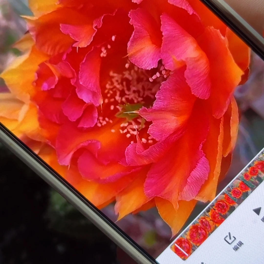 下65彩草彩虹糖歪侧芽4公分左右20包邮