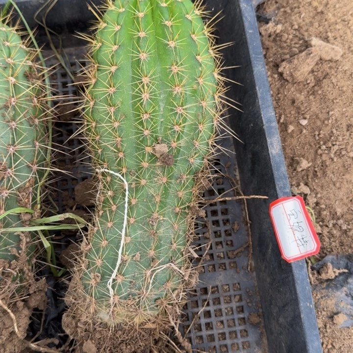 新品种毛花柱根伤脱土发货263