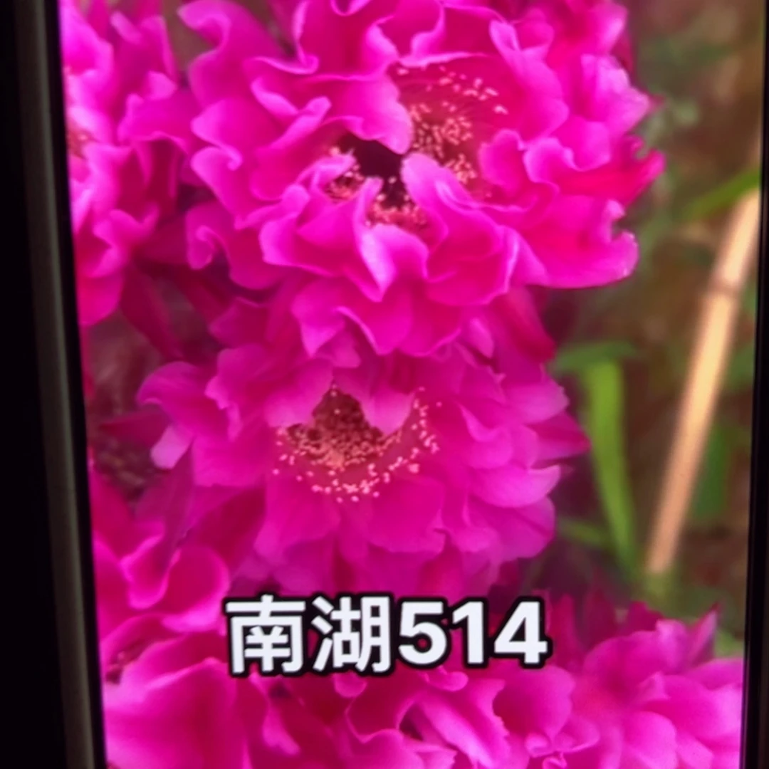 下43彩草嫣然歪侧芽4公分左右20包邮