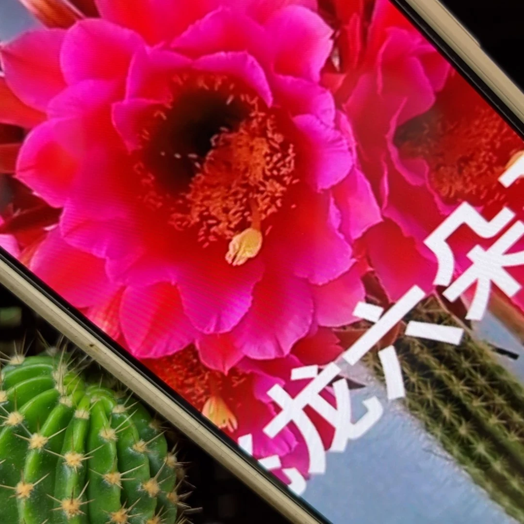 下24毛飞龙歪侧芽5公分左右20包邮