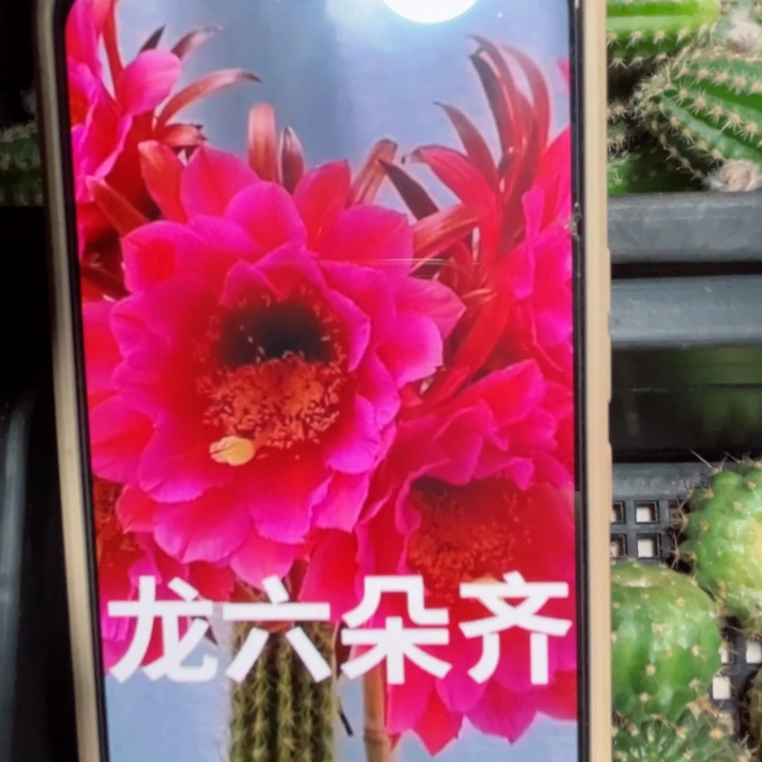 下4毛飞龙侧芽5公分左右20包邮