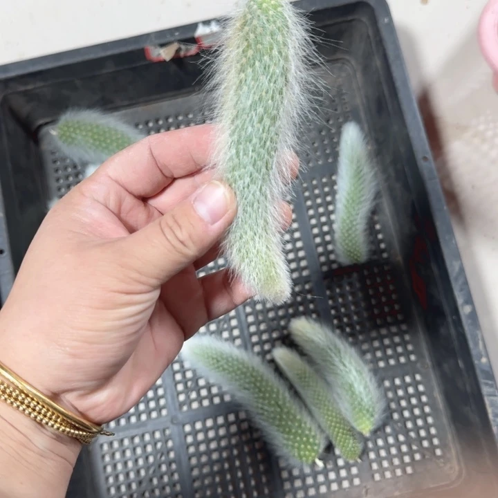 260九尾狐无根侧牙6公分左右2个