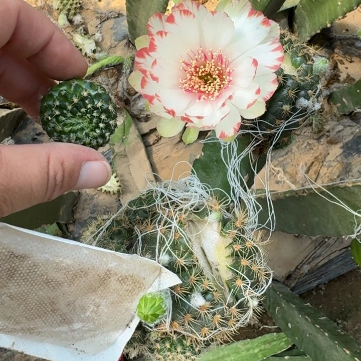 新品种荷花歪无根侧牙3公分左右274
