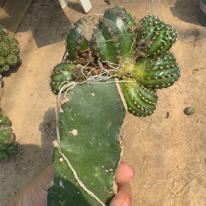 仙人球修根脱花脱盆脱土发货324处理无售后