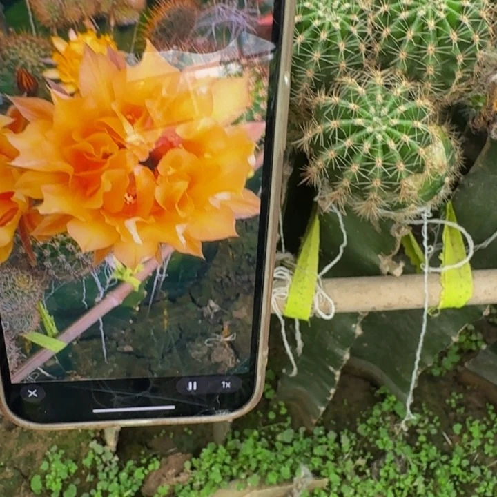 248彩草波浪歪无根侧牙5公分左右