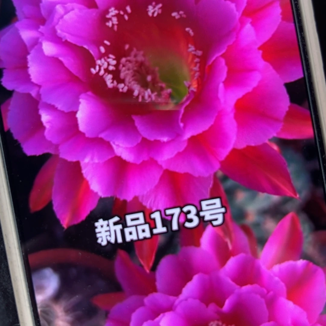 下8彩草173歪侧芽4公分左右20包邮
