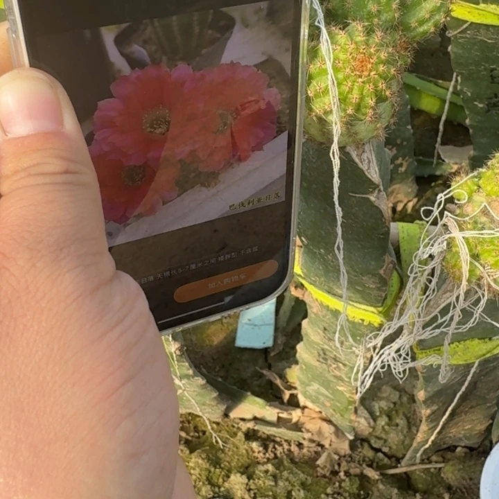 249白檀巴伐亚日落小5个矮胖