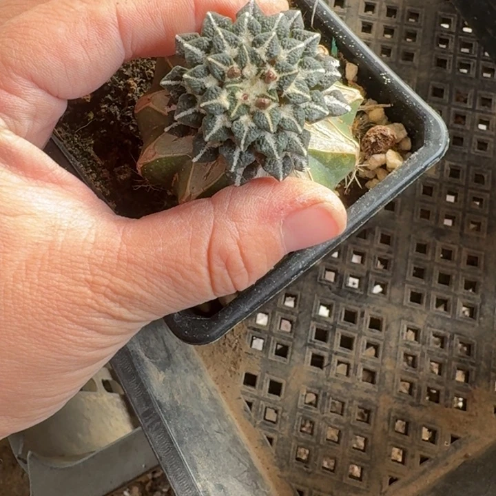 嫁接大尤植物斑软脱土发货304