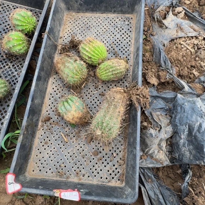 框拍根新品种毛花柱不好无售后248