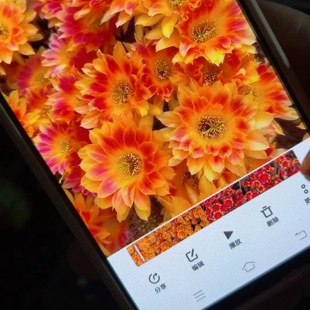 下104丽花阳光明媚歪侧芽3公分左右20包邮