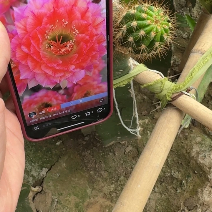 226毛花柱立夏歪无根侧牙4公分掉刺