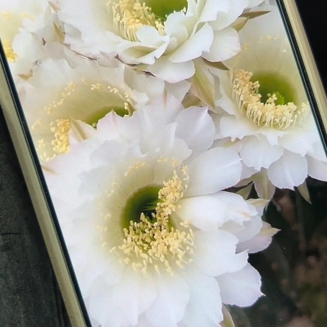 下23彩草白雪歪侧芽4公分左右20包邮