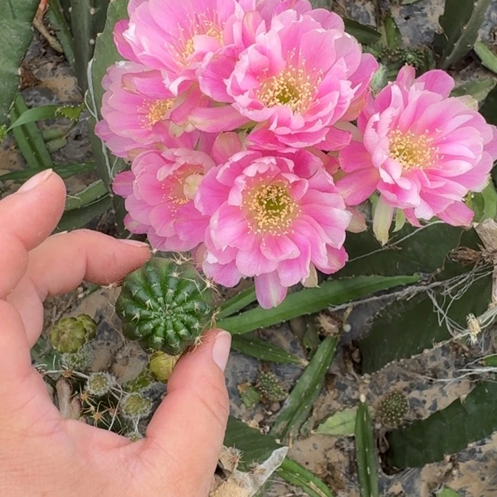 新品种丽花歪无根侧牙3公分左右247