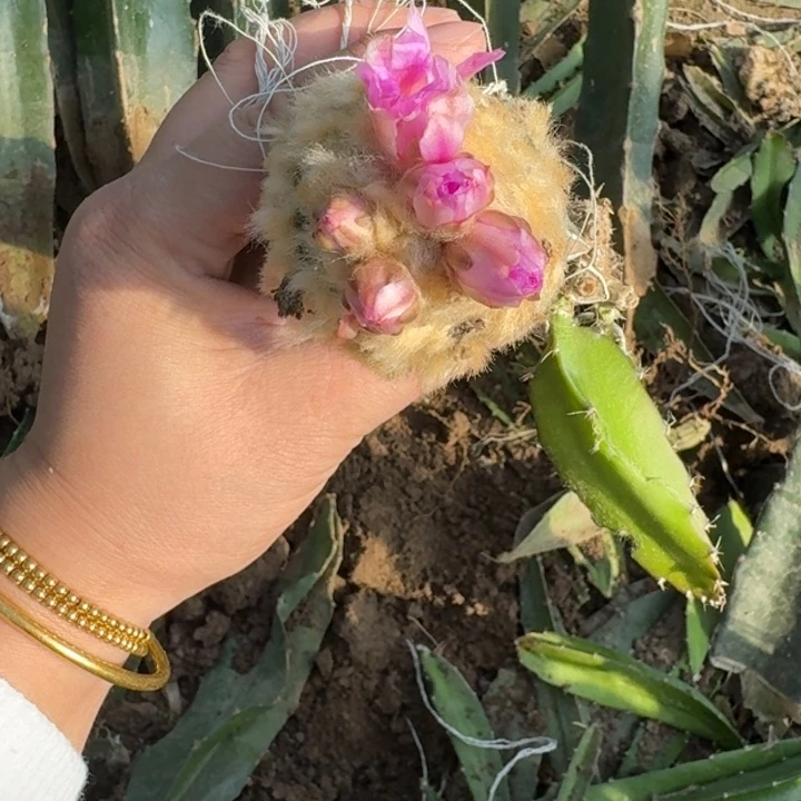 嫁接大尤植物斑修柱发货222