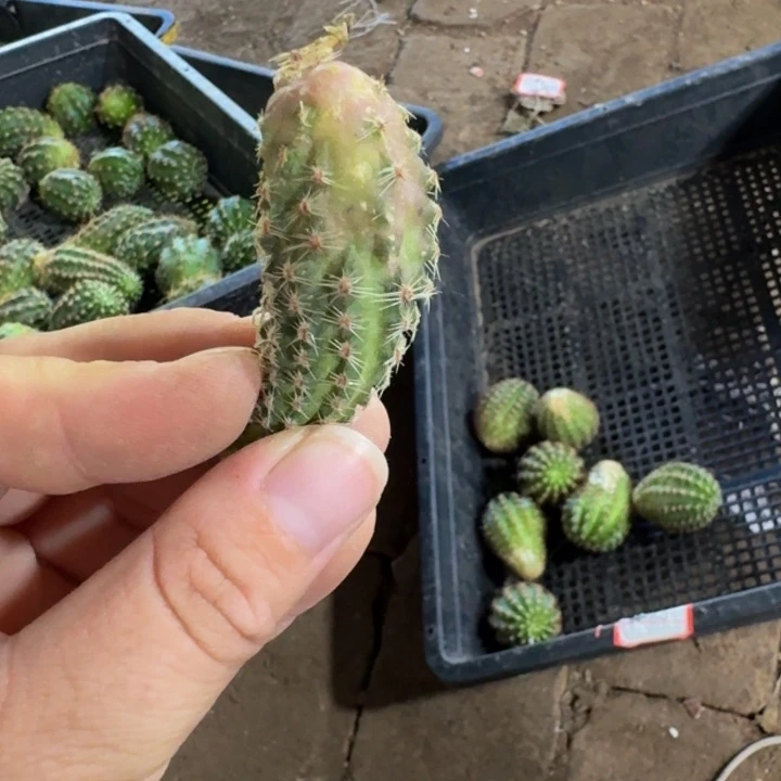 360中间丽花胡萝卜无根侧牙很小2公分左右