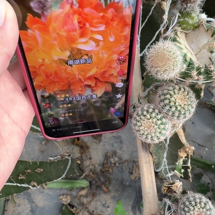 214彩草国色天香歪无根侧牙4公分左右