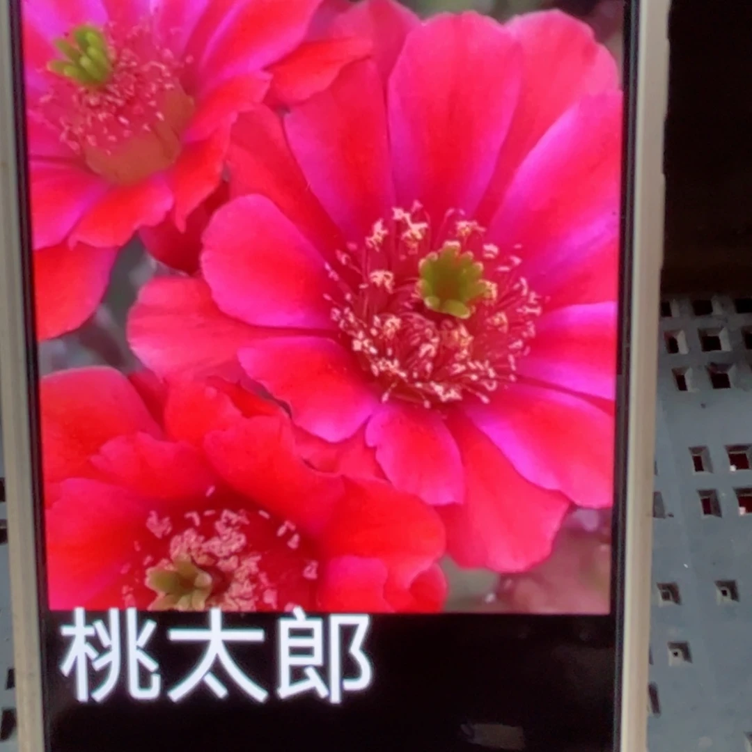 下132淘汰郎侧芽3公分左右20包邮
