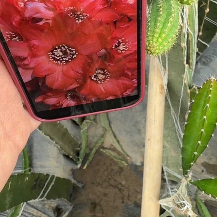 261白檀克拉罗无根侧牙5个