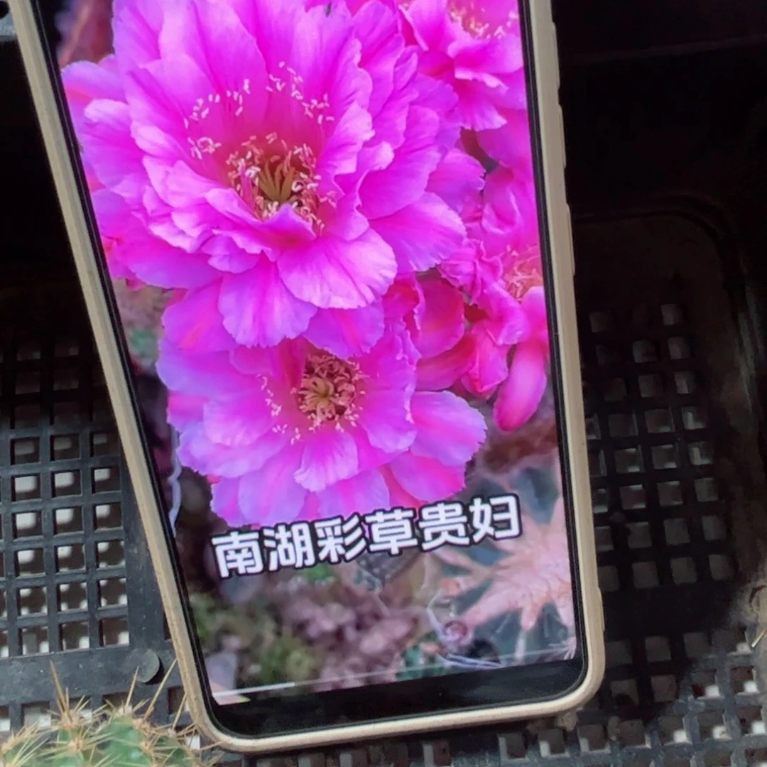 下58彩草贵妇歪侧芽4公分左右20包邮