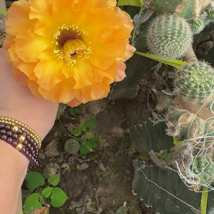 216彩草朱丽叶歪无根侧牙4公分左右