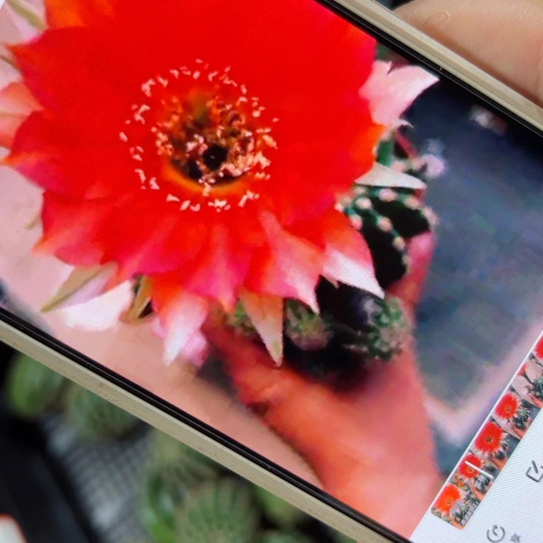 下29金刚2歪侧芽4公分左右20包邮