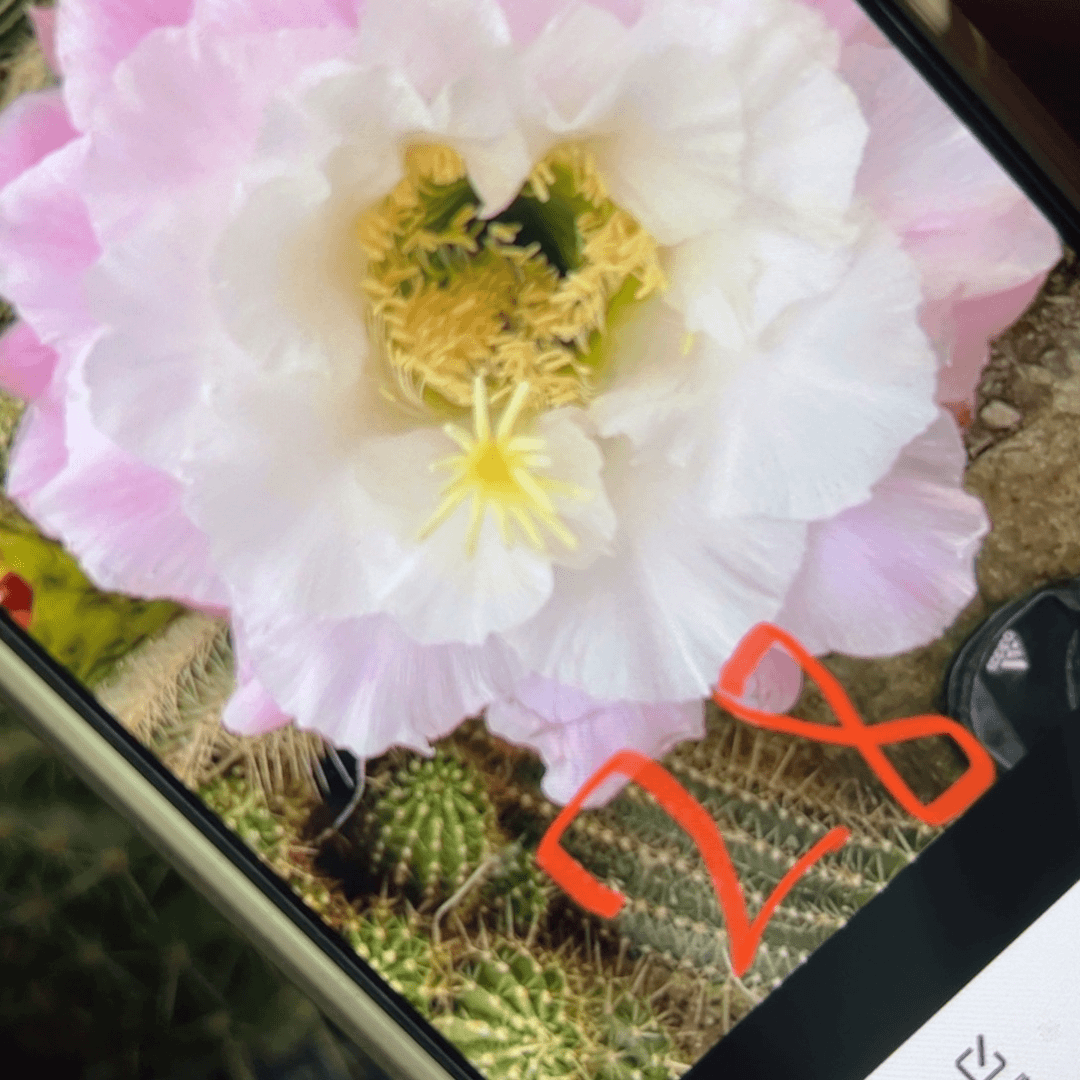 下95毛28歪侧芽5公分左右班20包邮