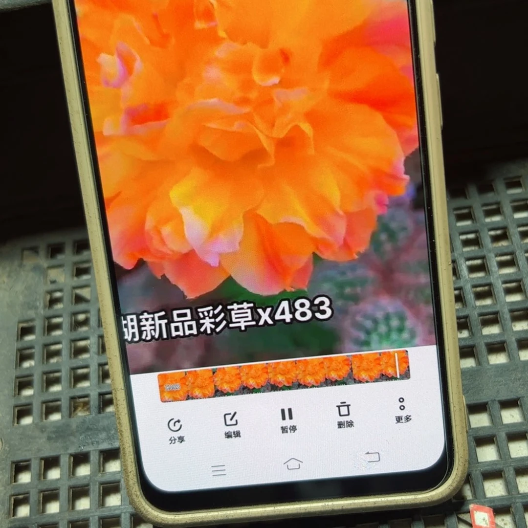 下5彩草国色天香侧芽4公分左右20包邮