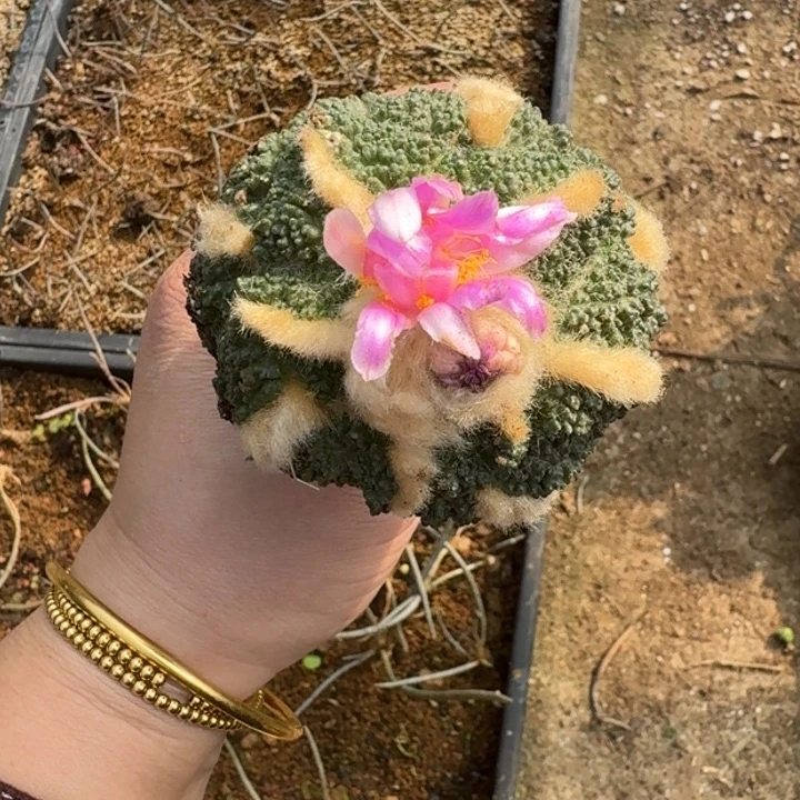 秀普嫁接大尤植物脱土发货斑299