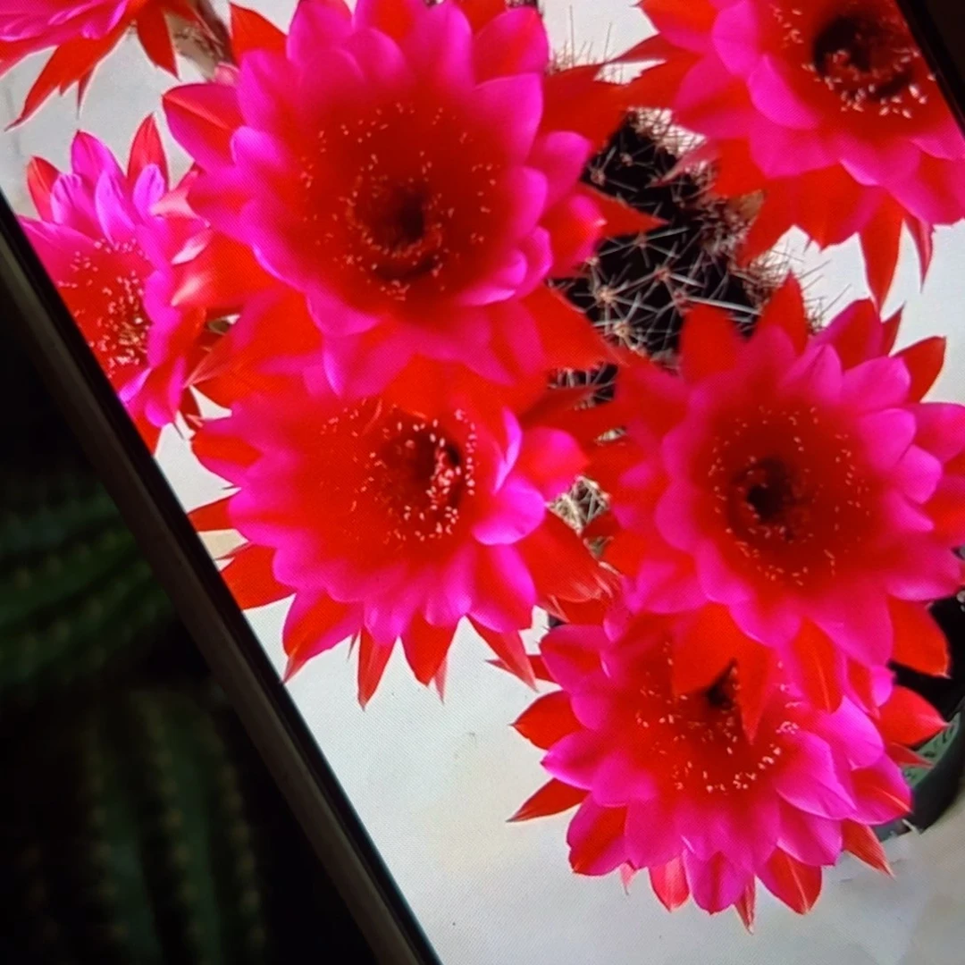 下102彩草反物质歪侧芽4公分左右20包邮