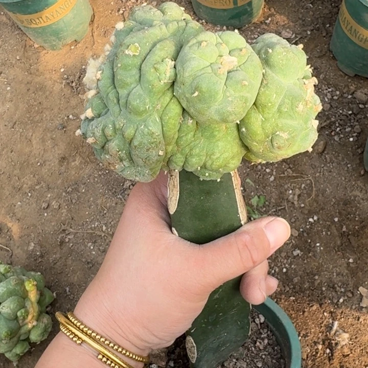 嫁接大尤植物斑脱土发货348