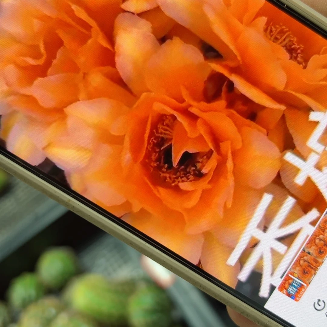 下36毛香槟歪侧芽4公分左右20包邮