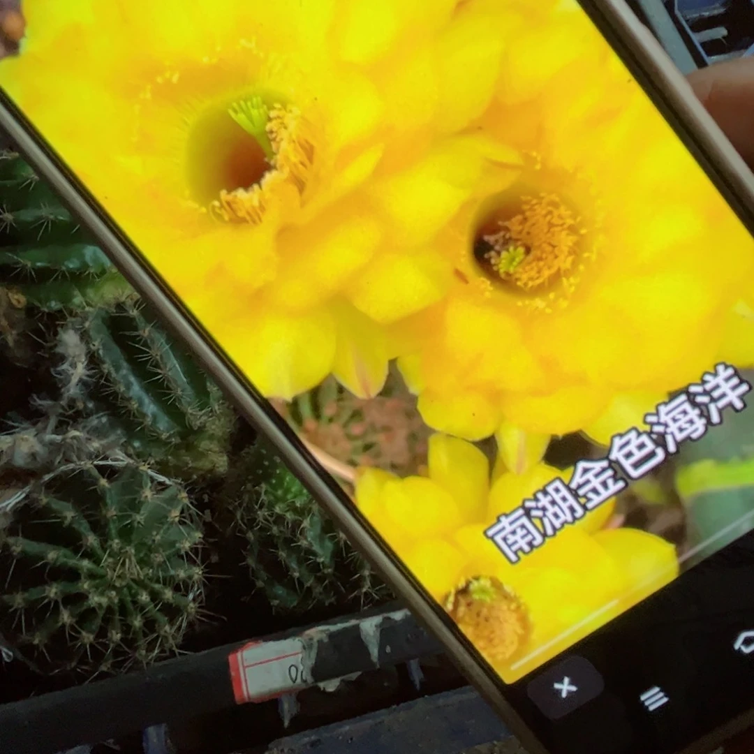 下54彩草金色海洋歪侧芽5公分左右20包邮