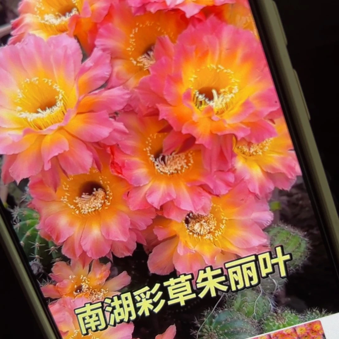 下70彩草朱丽叶歪侧芽4公分左右20包邮