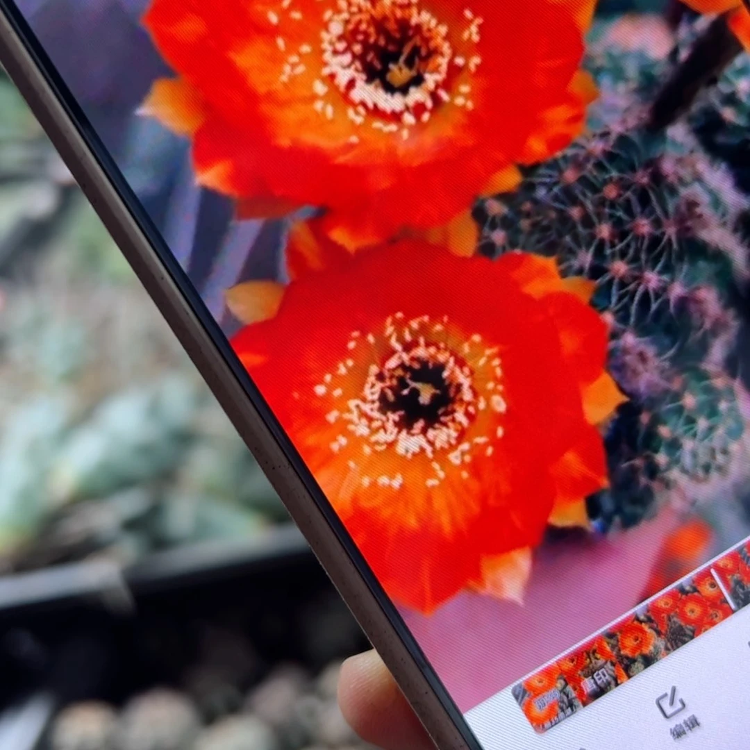 下16丽花35歪侧芽3公分左右20包邮